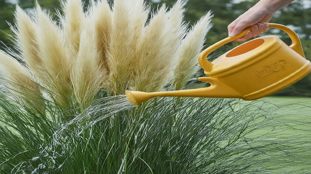 Do pampas grass need water