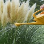 Do pampas grass need water