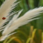 Does Pampas Grass Attract Bugs