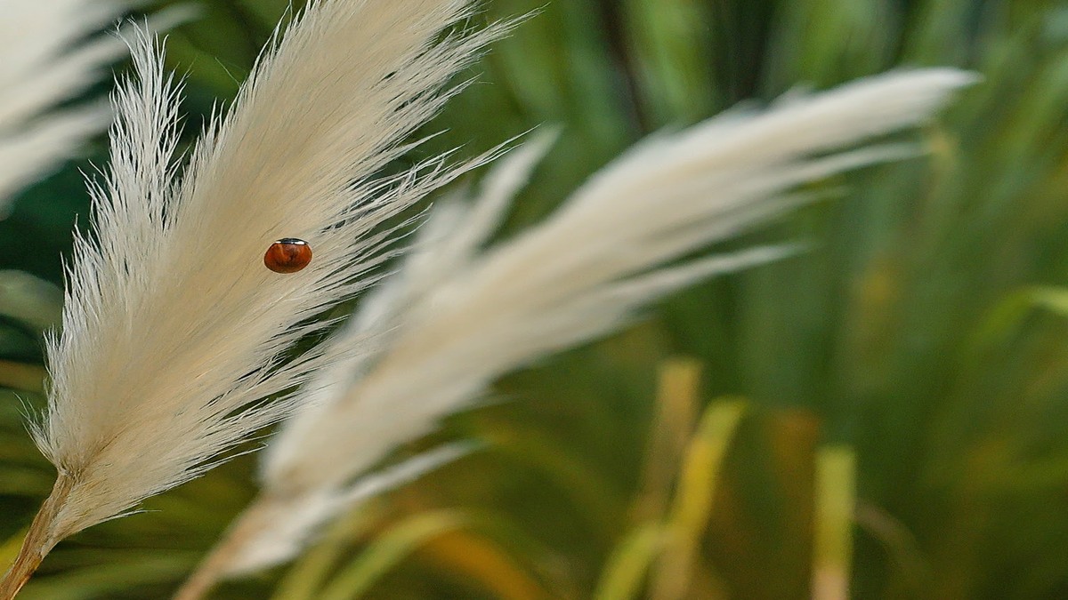 Does Pampas Grass Attract Bugs