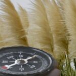 Where does pampas grass grow best ?