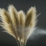 Why Do You Spray Hairspray on Pampas Grass? 