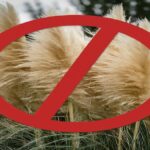 Why is Selling Pampas Grass Illegal