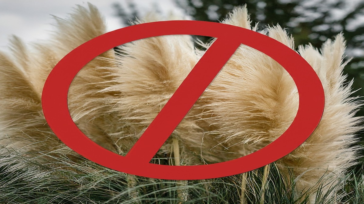 Why is Selling Pampas Grass Illegal