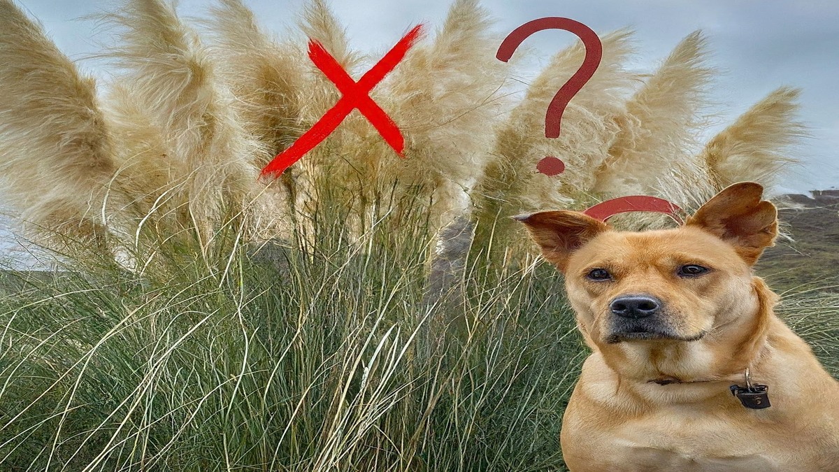 Is Pampas Grass toxic to dogs?