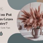 Can You Put Pampas Grass in Water