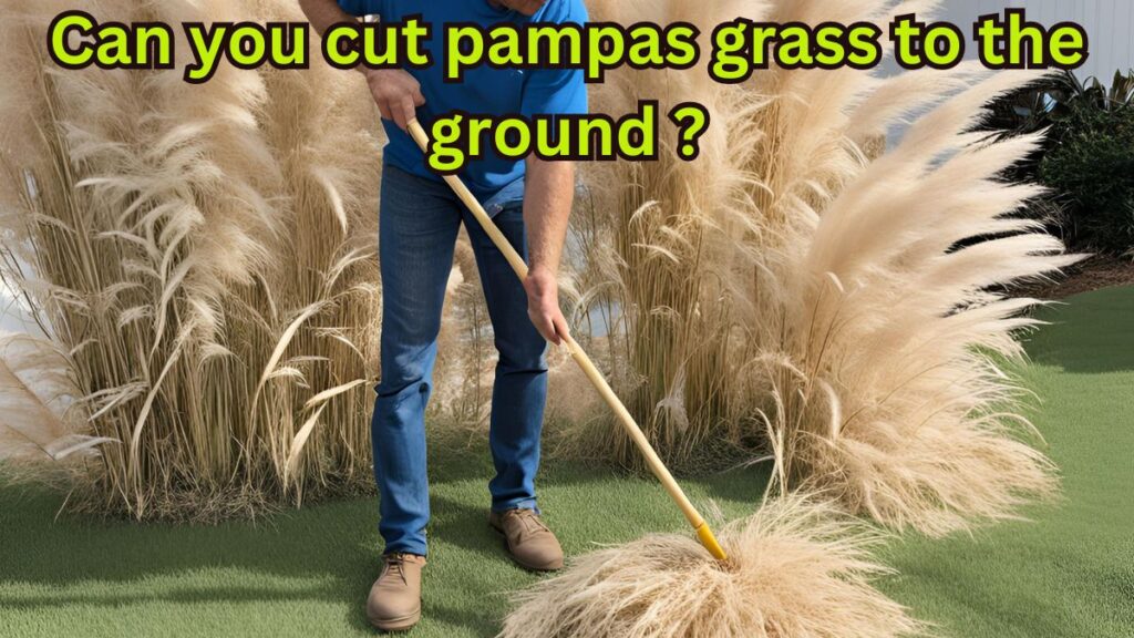 Can you cut pampas grass to the ground