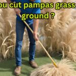 Can you cut pampas grass to the ground