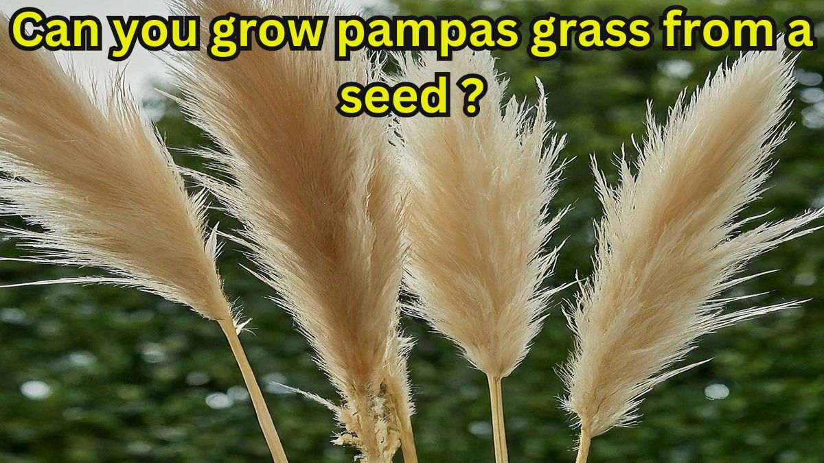 Can you grow pampas grass from a seed