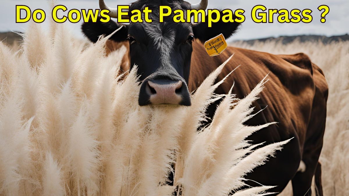 Do Cows Eat Pampas Grass