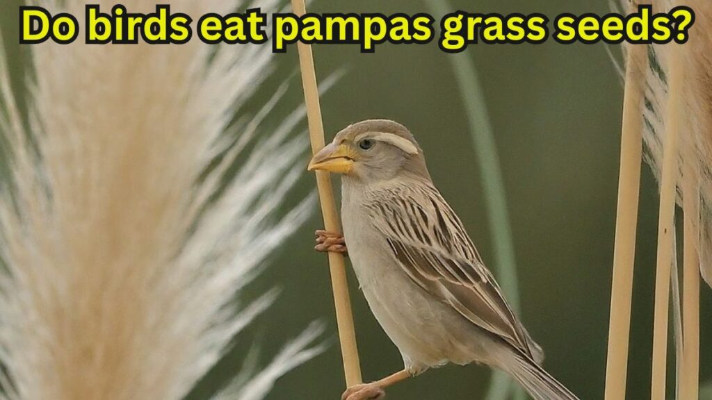 Do birds eat pampas grass seeds