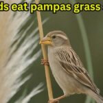 Do birds eat pampas grass seeds