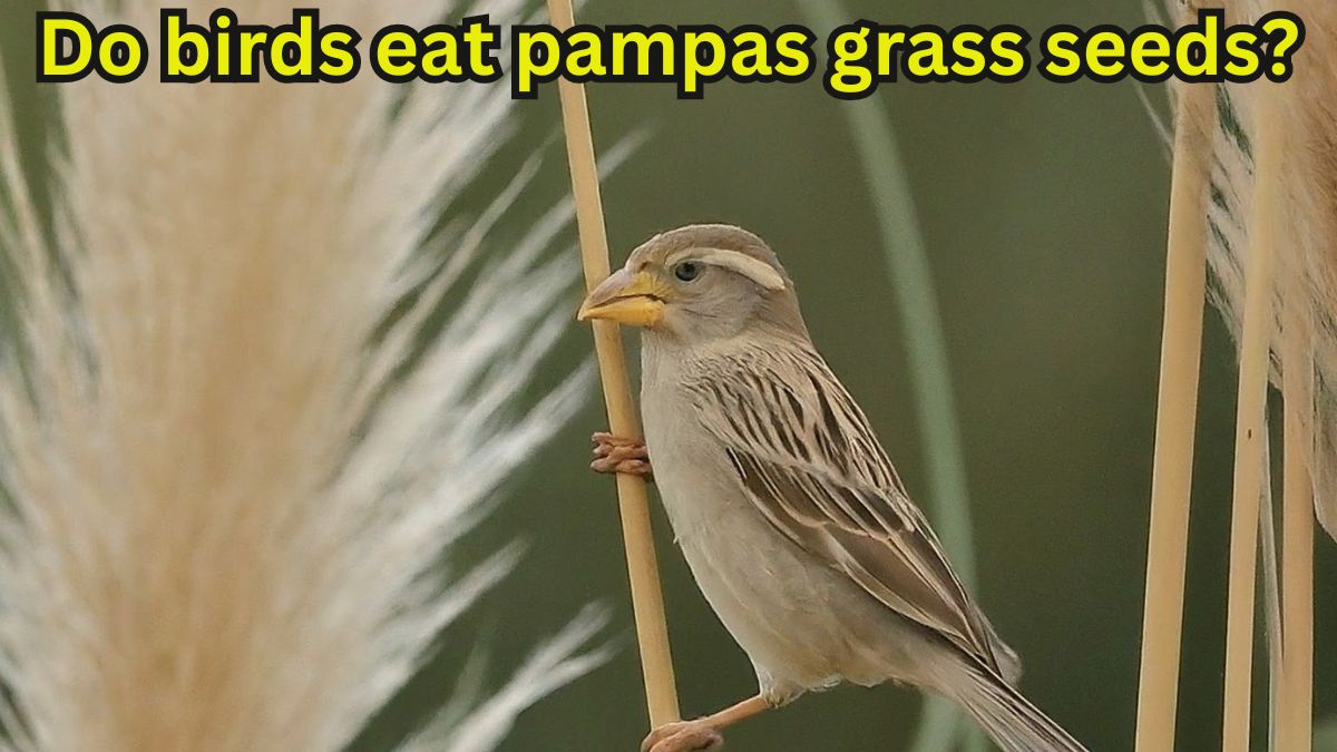 Do birds eat pampas grass seeds