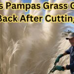 Does Pampas Grass Grow Back After Cutting