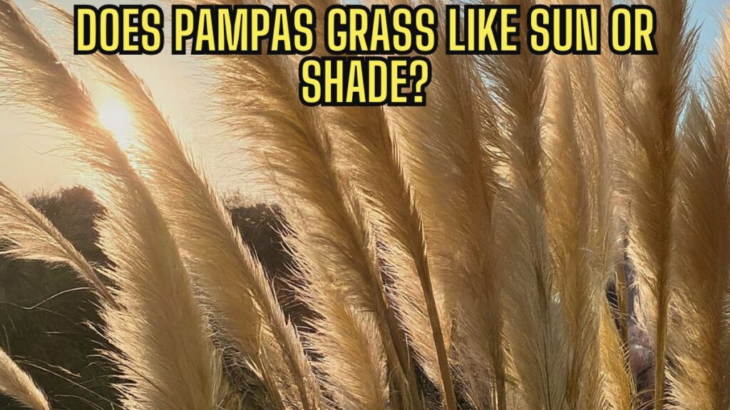 Does Pampas Grass Likes Sun or Shade? Easy Answer for Gardeners