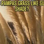 Does Pampas Grass Likes Sun or Shade? Easy Answer for Gardeners