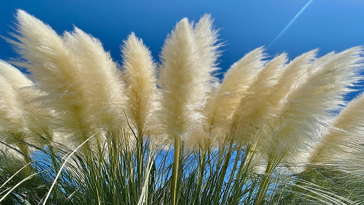 Does pampas grass come back every year