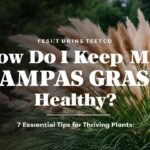 How Do I Keep My Pampas Grass Healthy Planting Tips