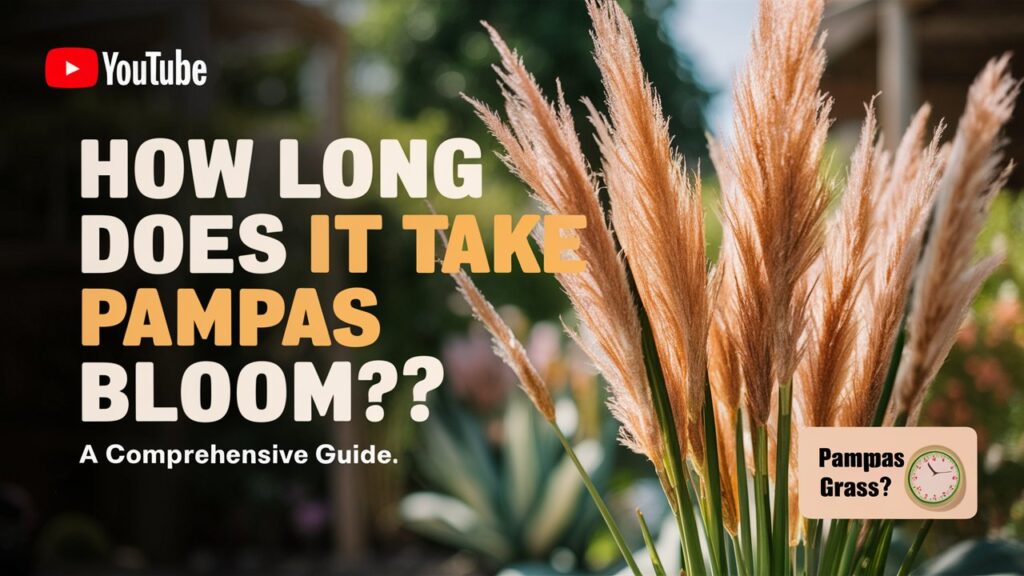 How Long Does It Take Pampas Grass to Bloom A Comprehensive Guide