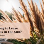 How Long to Leave Pampas in the Sun