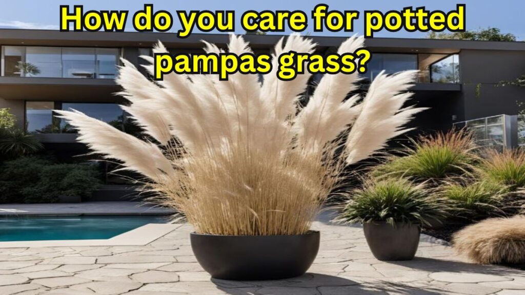 How do you care for potted pampas grass