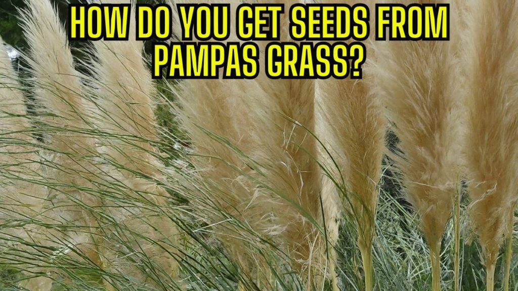 How do you get seeds from pampas grass