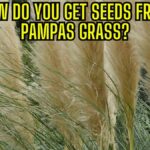 How do you get seeds from pampas grass