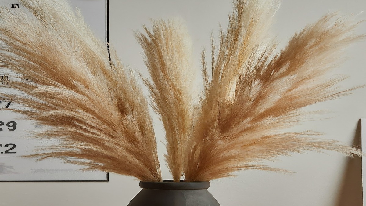 How long does pampas grass last as decor