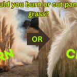 Should you burn or cut pampas grass?