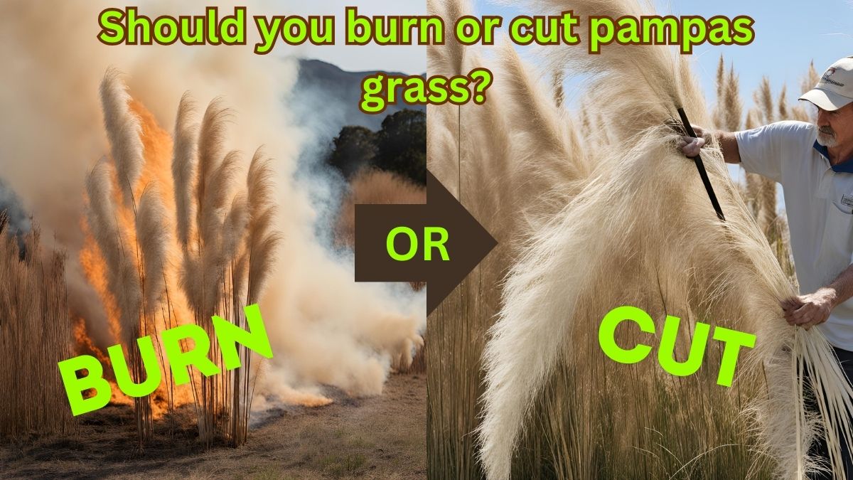 Should you burn or cut pampas grass?