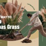 The Easiest Way to Dig Up Pampas Grass