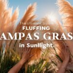 Fluffing Pampas Grass in Sunlight