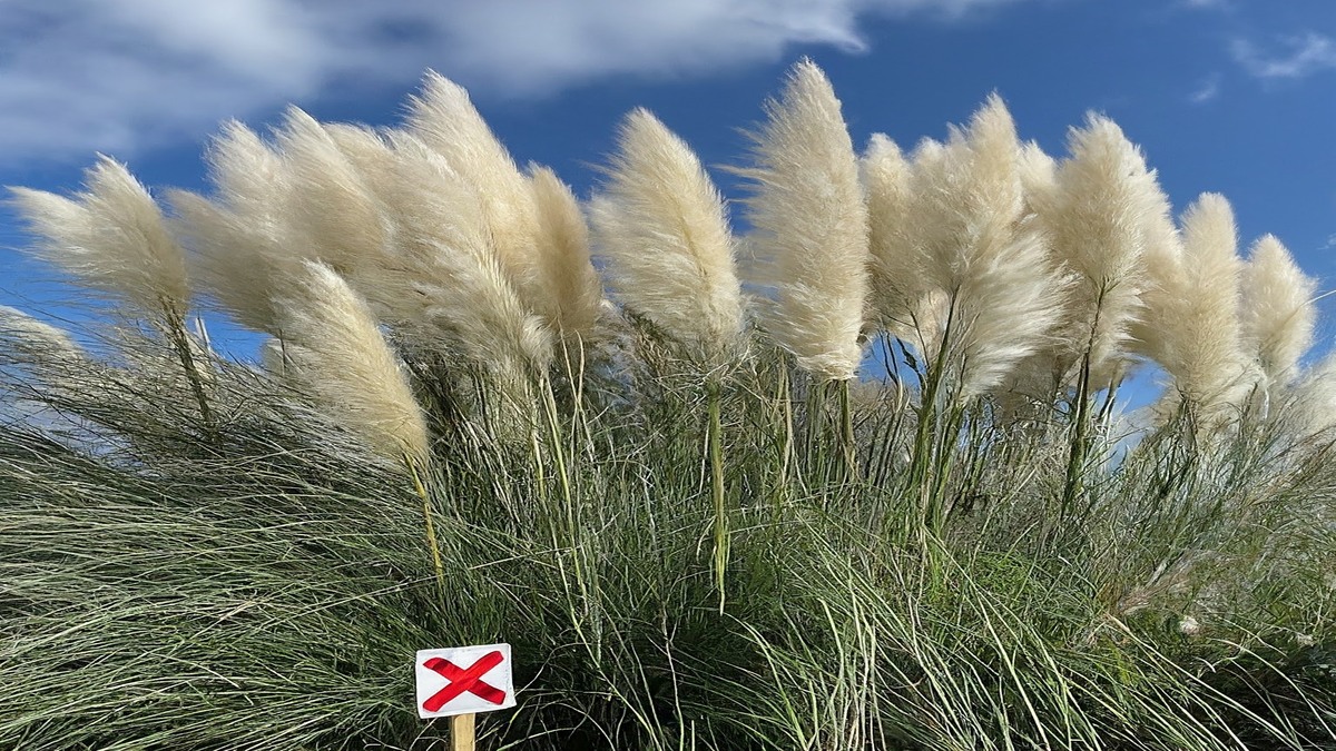What are the disadvantages of Pampas