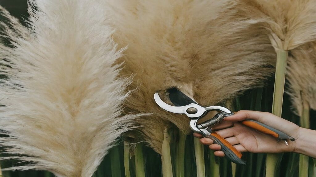 What happens if you don't prune pampas grass