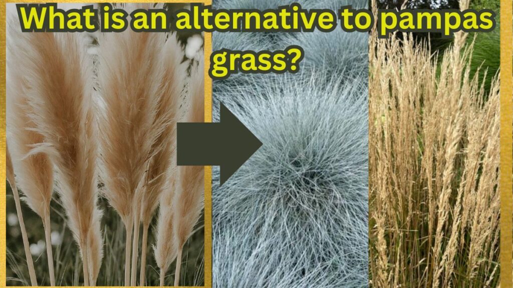 What is an alternative to pampas grass