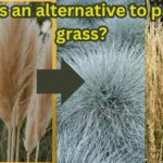 What is an alternative to pampas grass