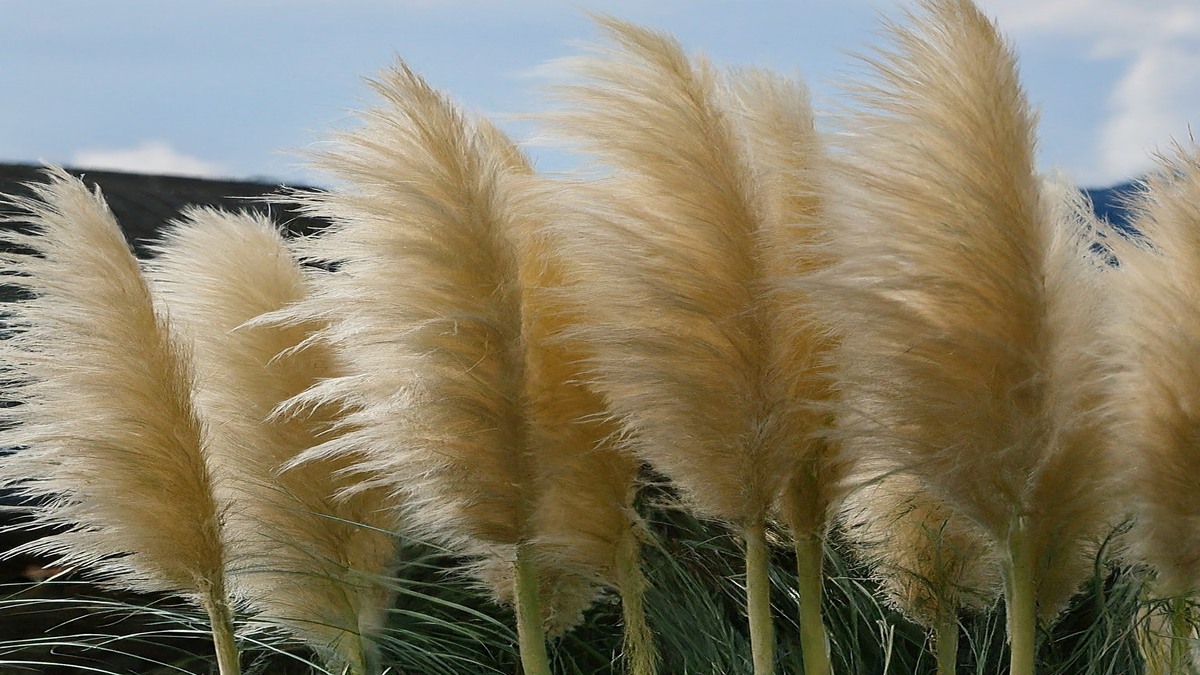 What is so special about pampas