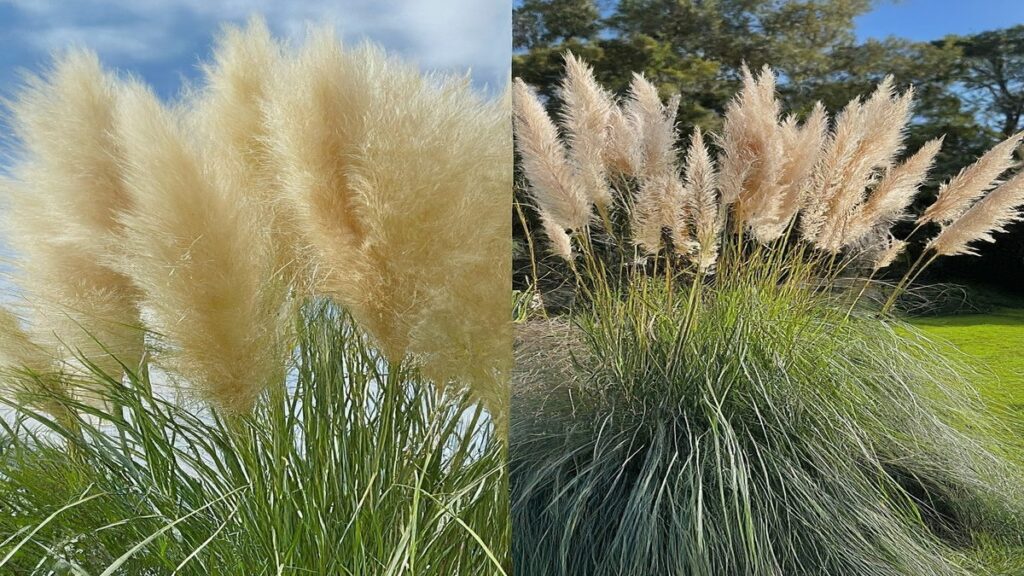 What kills pampas grass