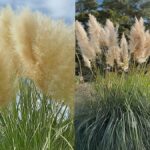 What kills pampas grass