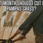 The Best Month to Cut Back Pampas Grass