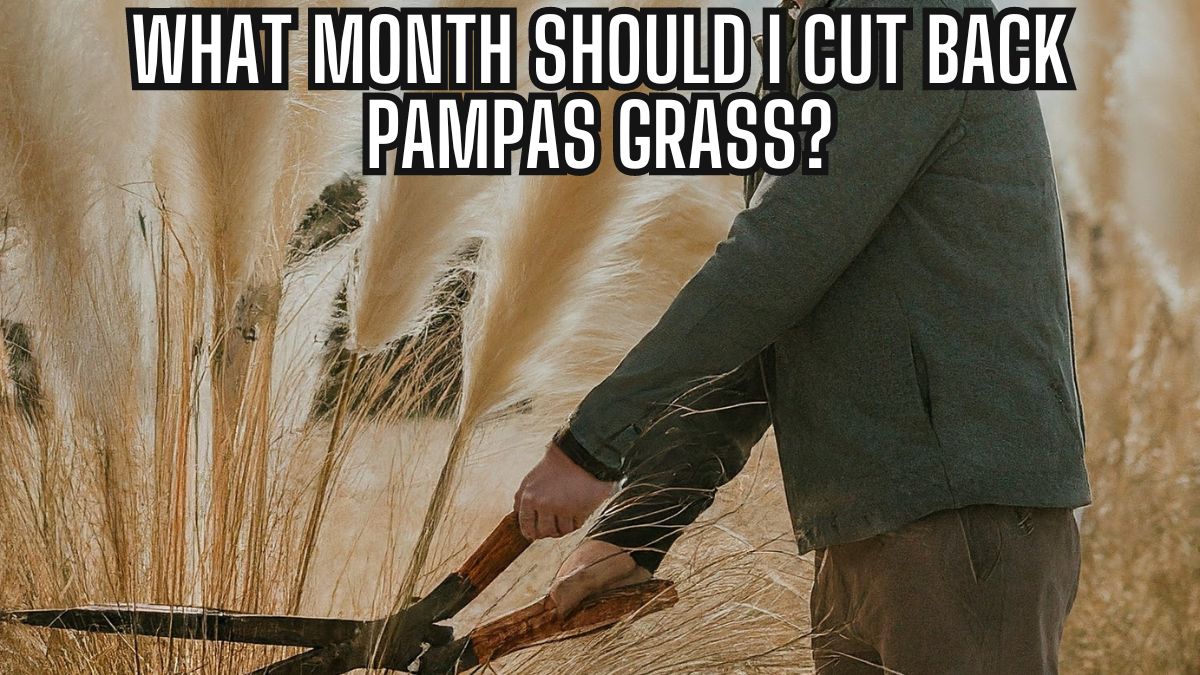 The Best Month to Cut Back Pampas Grass