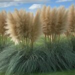 Where is pampas grass found