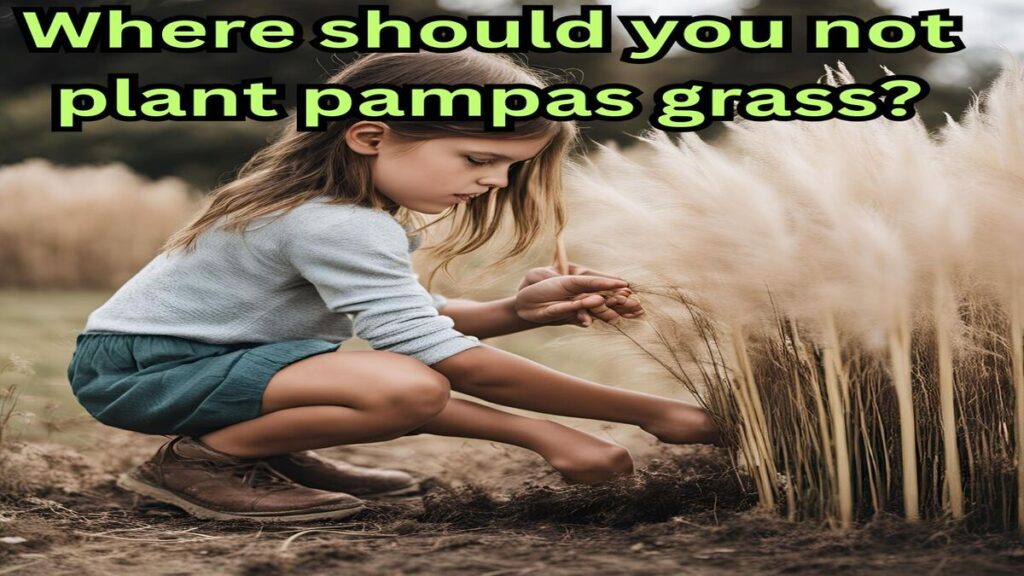 Where should you not plant pampas grass