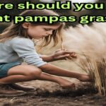 Where should you not plant pampas grass