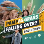 Why is My Pampas Grass Falling Over ?