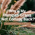 Why is My Pampas Grass Not Coming Back Top Reasons and Solutions