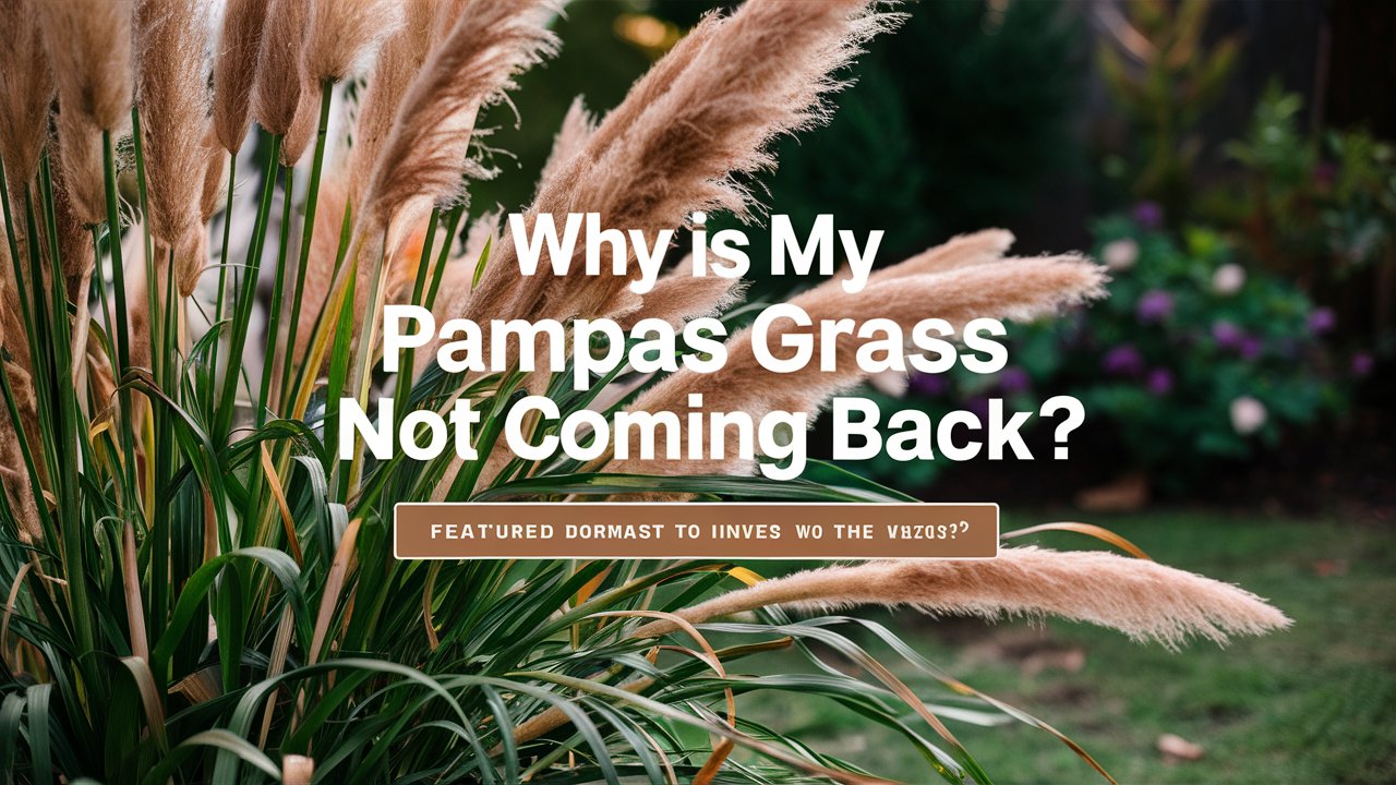 Why is My Pampas Grass Not Coming Back Top Reasons and Solutions