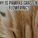 Why is pampas grass not flowering