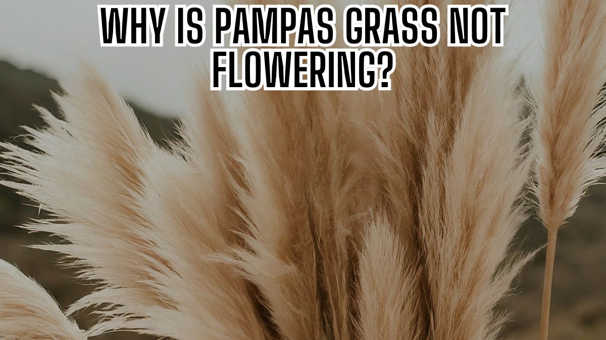 Why is pampas grass not flowering