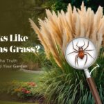 Do Ticks Like Pampas Grass?